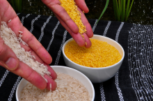 Golden Rice compared to white rice (Photo: IRRI Photos/flickr)