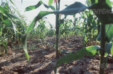 Dried up maize field (photo: Martin Jehnichen / Greenpeace)