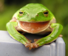 Amphibians are at risk (Photo: Yamanaka Tamaki/flickr)