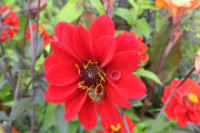 Make cities pollinator-friendly (Photo: A. Beck)