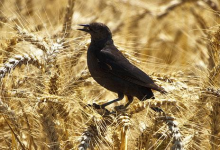 Birds are in rapid decline (Photo: Ian Sane/flickr.com)