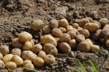 Causes of on-farm losses vary (Photo: CC0)