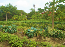 Organic farm in Curacao (Photo: A. Beck)