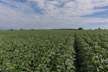 Soybean field (Photo: United Soybean Board/Flickr.com)