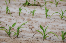 Changes in yields are projected (Photo: CC0)