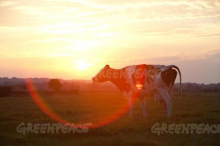 Holstein - Friesian Cattle (Photo: Emma Stoner / Greenpeace)