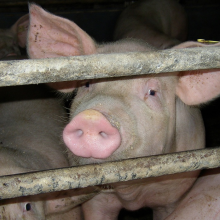 Antibiotics are frequently used in factory farms (Photo: Compassion in World Farming/Flickr.com)