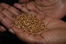 Saving seeds (Photo: Global Crop Diversity Trust/flickr)