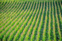 Large farms are often the major beneficiaries of agricultural suppport (Photo: CC0)