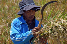Reinforcing peasants’ rights (Photo: CC0)