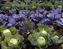 Agroecology, a viable solution (Photo: CC0)