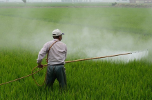 Pesticide application in a rice field (Photo: CC0)